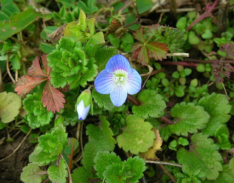 Veronica persica / Veronica comune